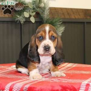 Snoopy, Basset Hound Puppy